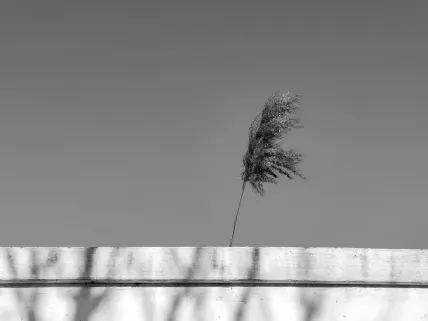 Casino Napoli Farsímaforrit